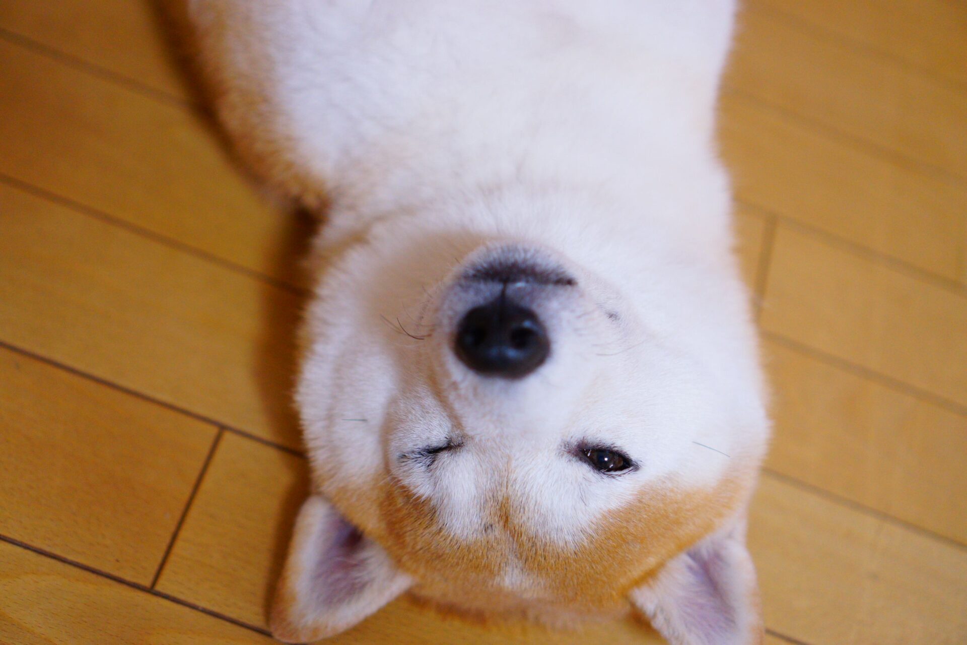 Cute Shiba Inu laying on a wooden floor, showcasing its playful and relaxed nature.