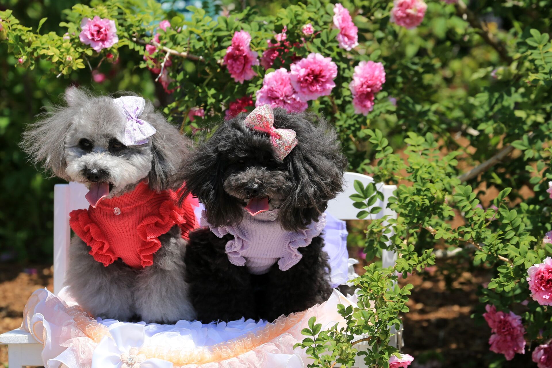 Two cute poodles in colorful attire and bows sitting on a bench surrounded by blooming roses.